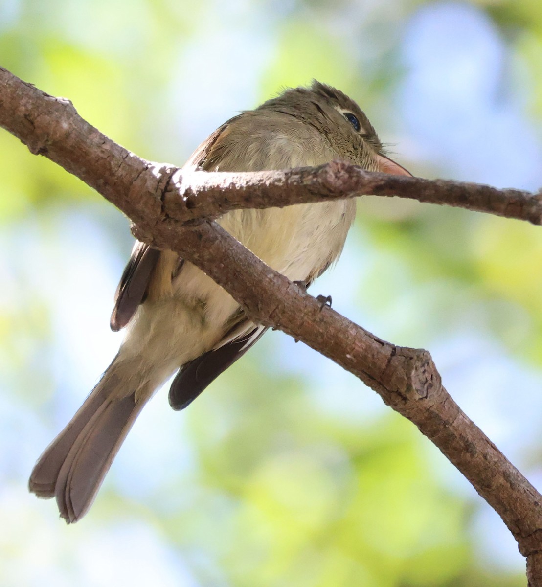 Western Flycatcher - ML642686747