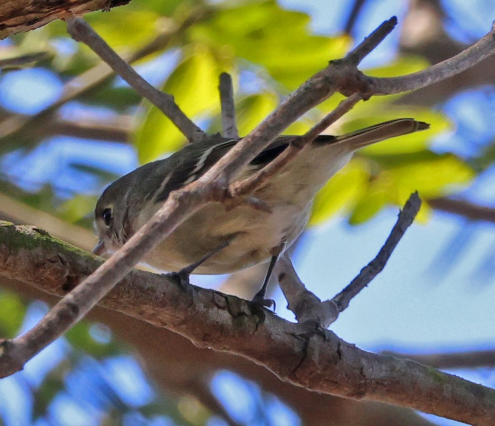 Hutton's Vireo - ML642686753