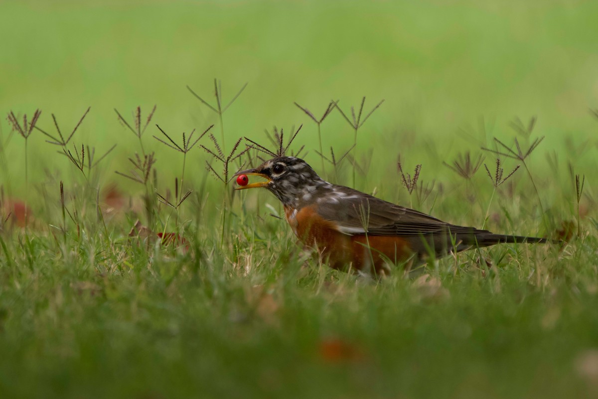 American Robin - ML642686755