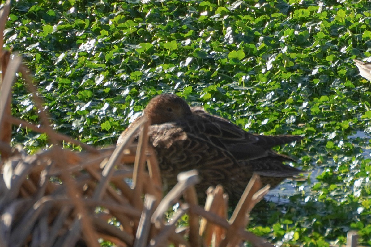 Cinnamon Teal - ML642686756