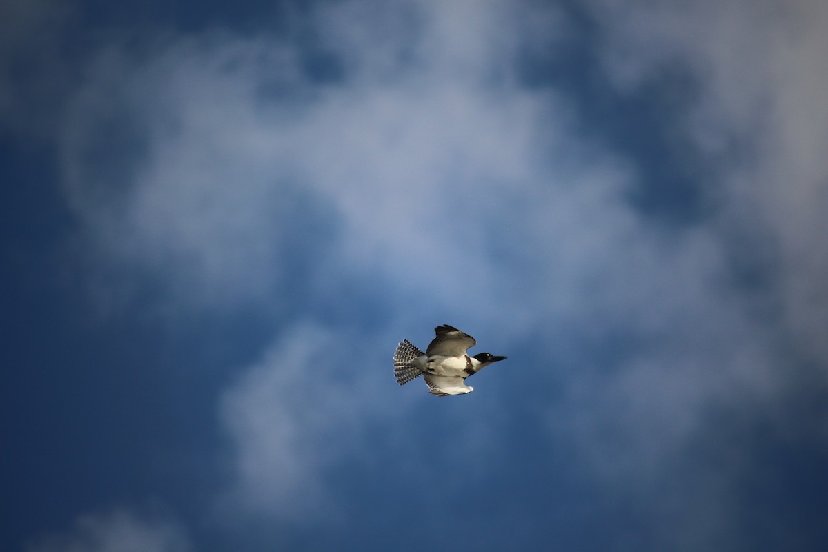 Belted Kingfisher - ML642686760