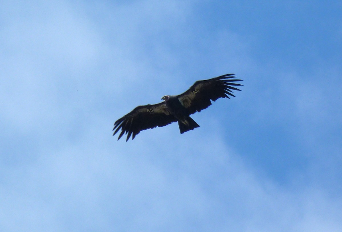 California Condor - ML642686762