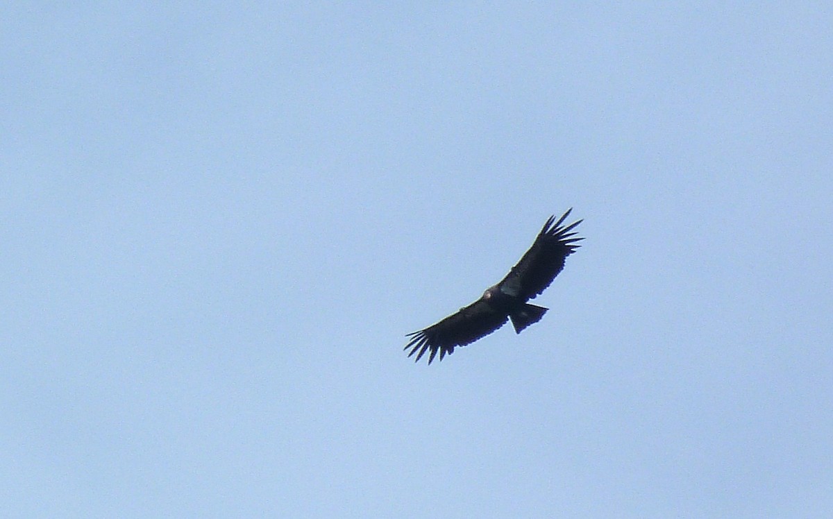California Condor - ML642686763
