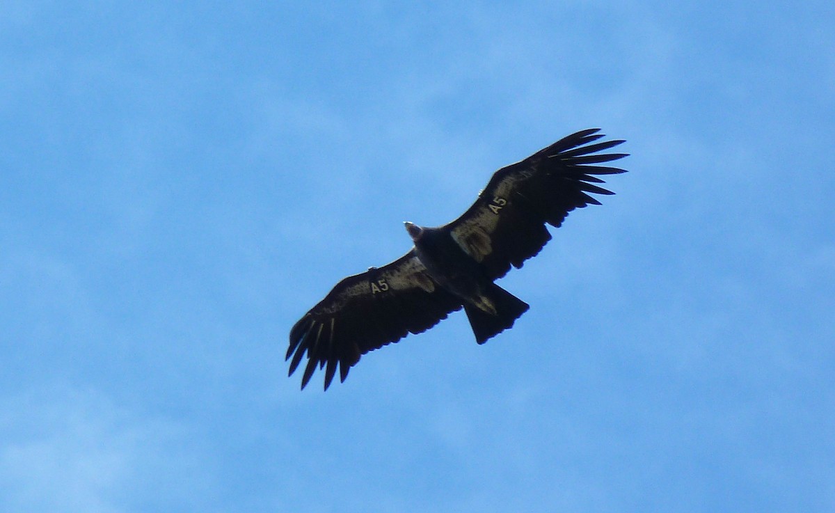California Condor - ML642686764