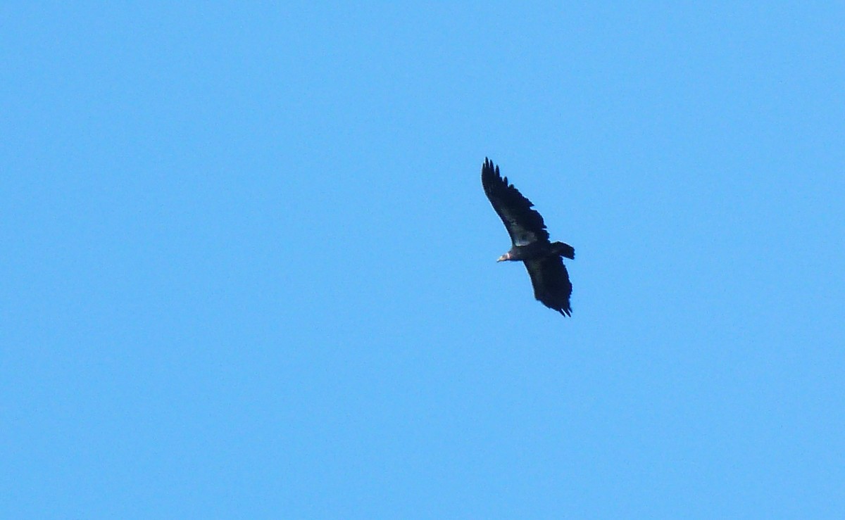 California Condor - ML642686766