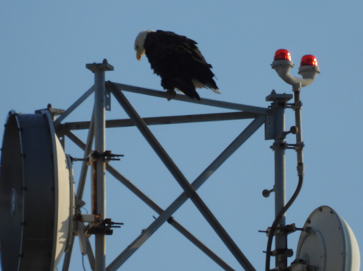 Bald Eagle - ML642686773