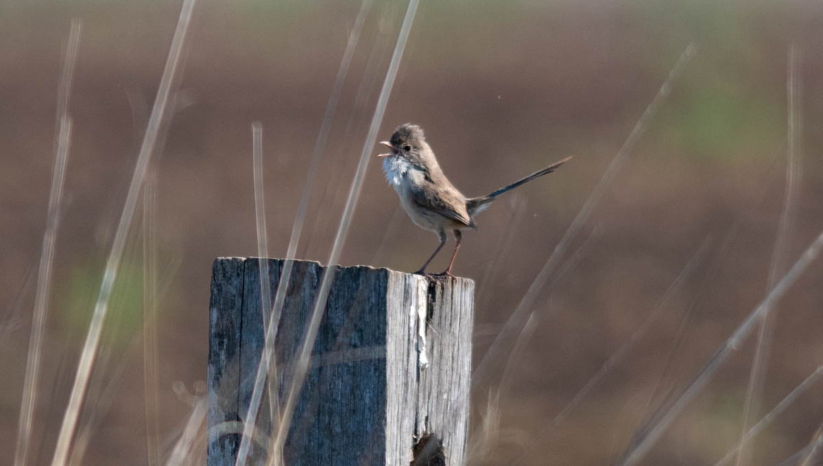 White-winged Fairywren - ML642686776