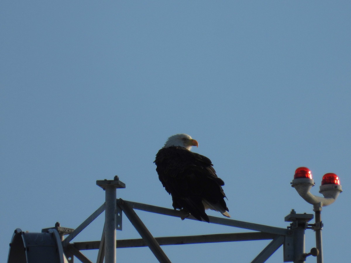 Bald Eagle - ML642686777