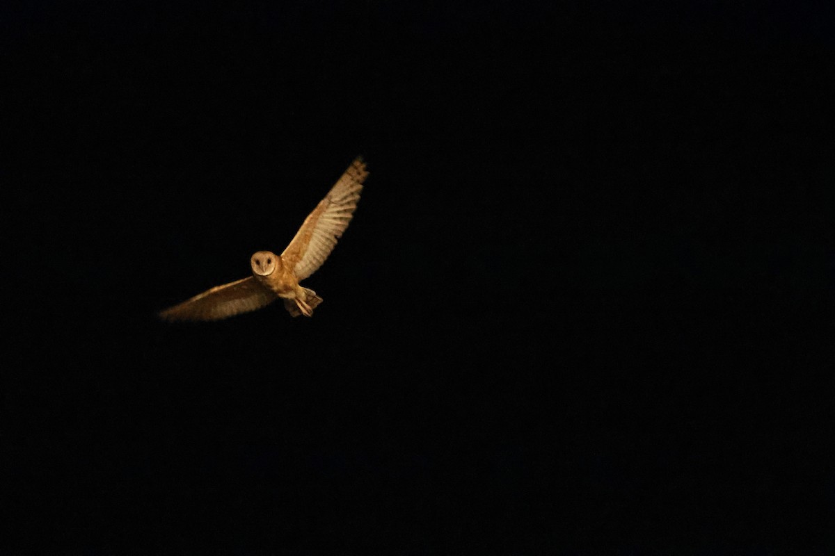 American Barn Owl (American) - ML642686779
