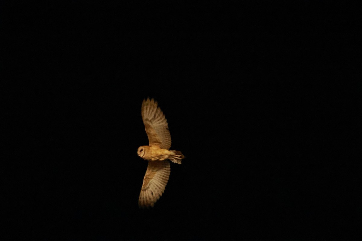 American Barn Owl (American) - ML642686780