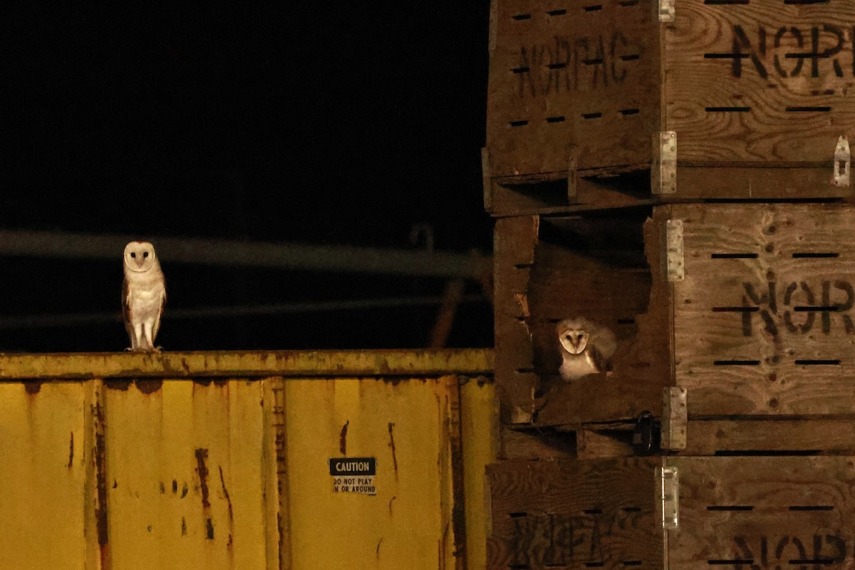 American Barn Owl (American) - ML642686783
