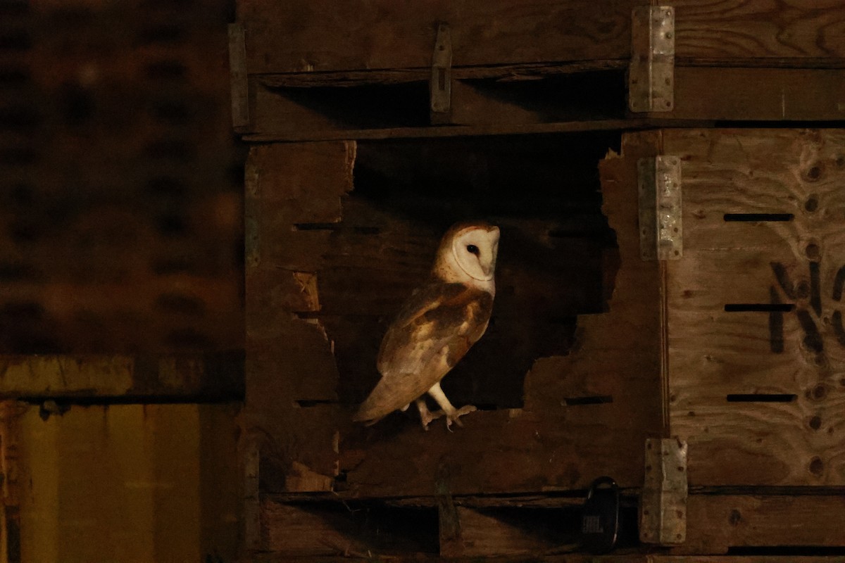American Barn Owl (American) - ML642686784