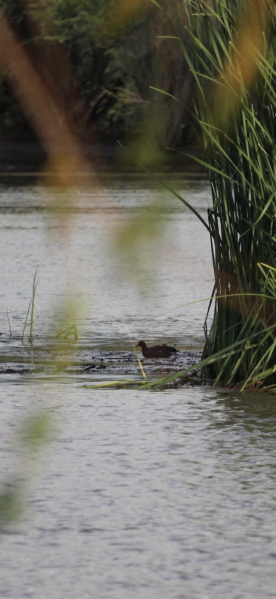 Common Gallinule - ML642686786