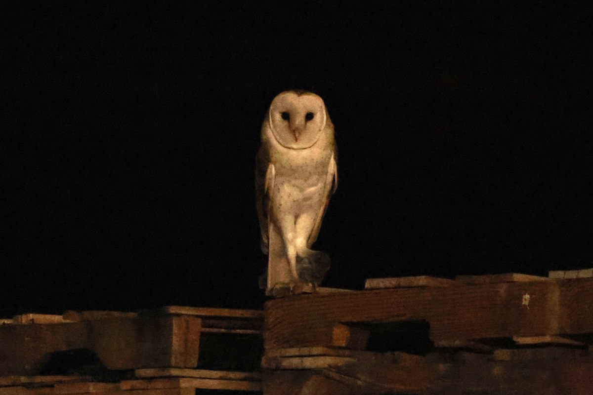American Barn Owl (American) - ML642686787