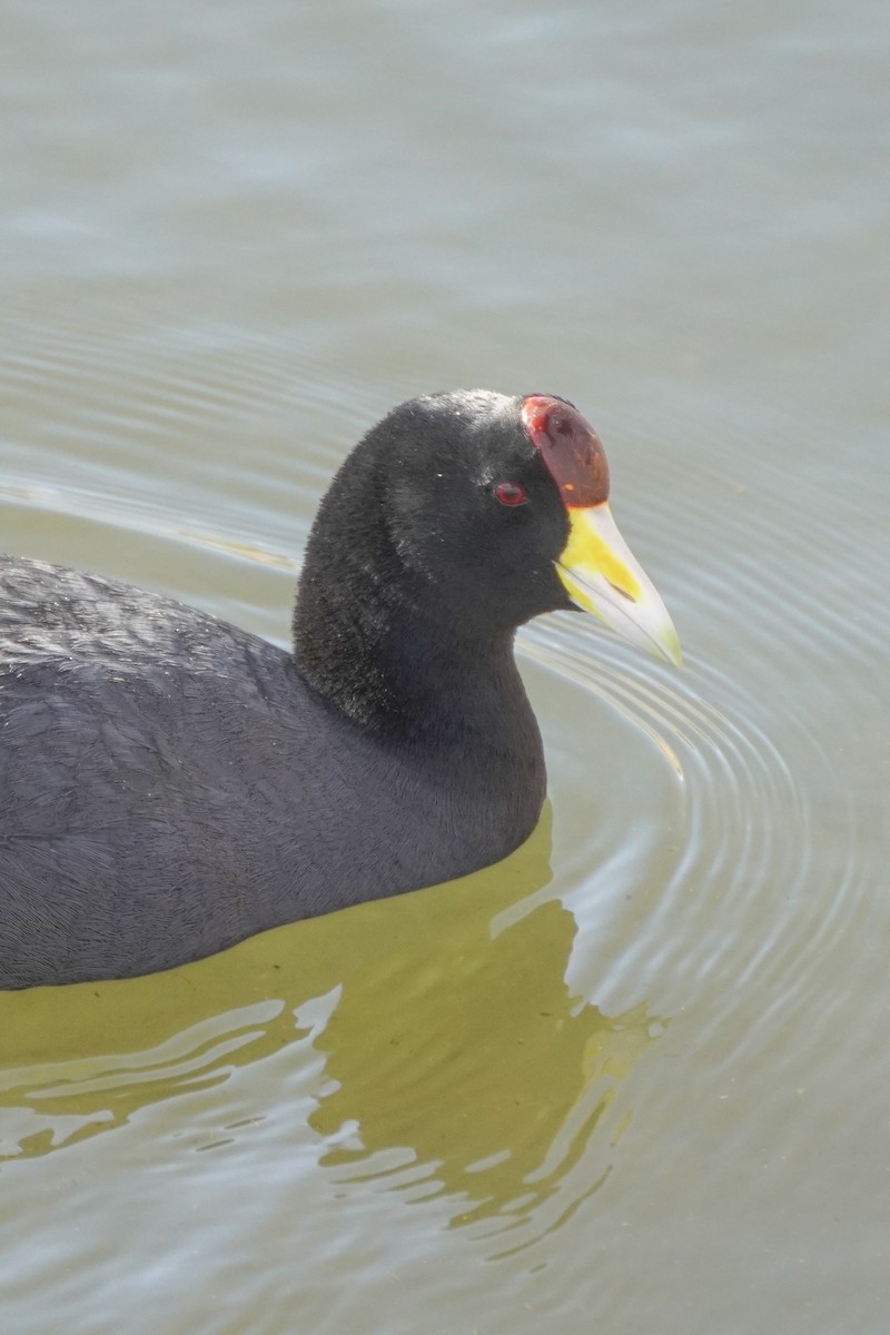 Slate-colored Coot - ML642686802