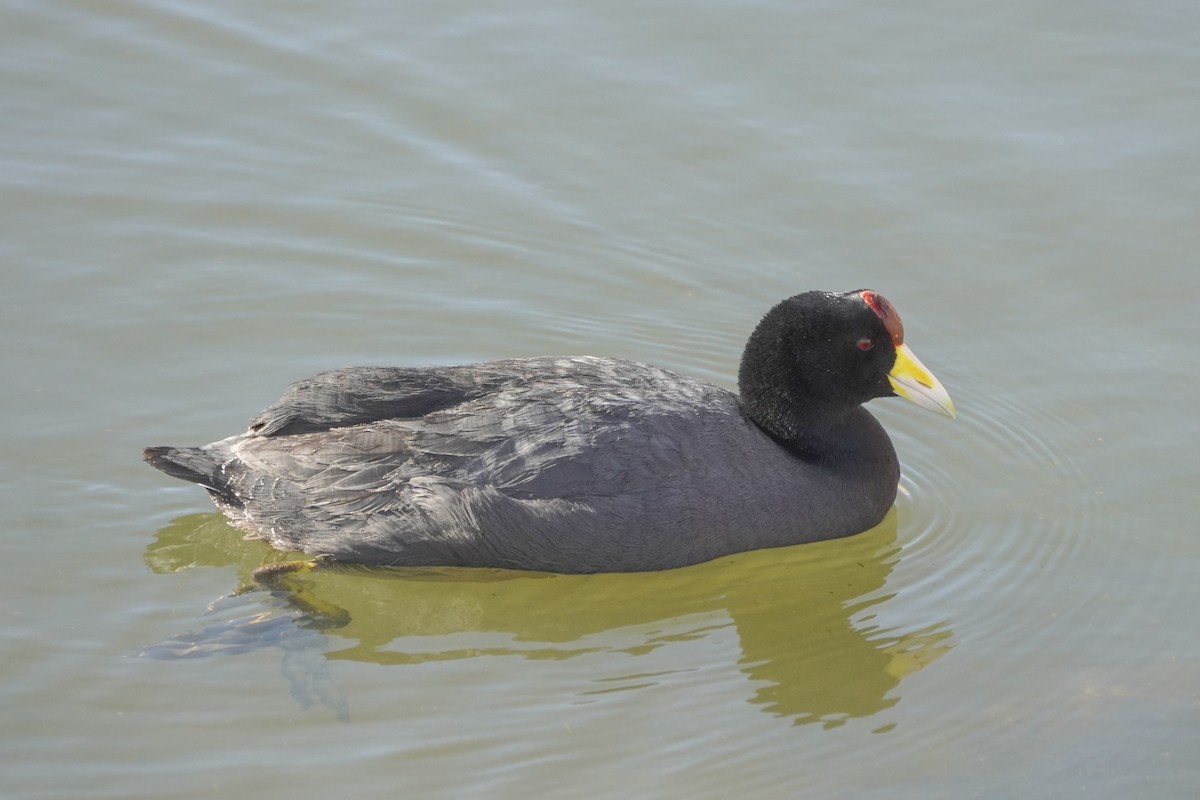 Slate-colored Coot - ML642686803