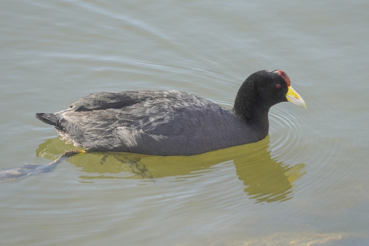 Slate-colored Coot - ML642686804