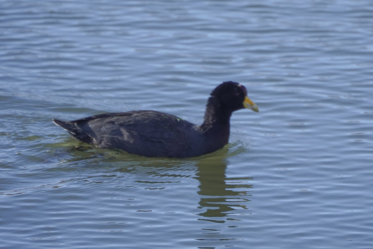 Slate-colored Coot - ML642686805