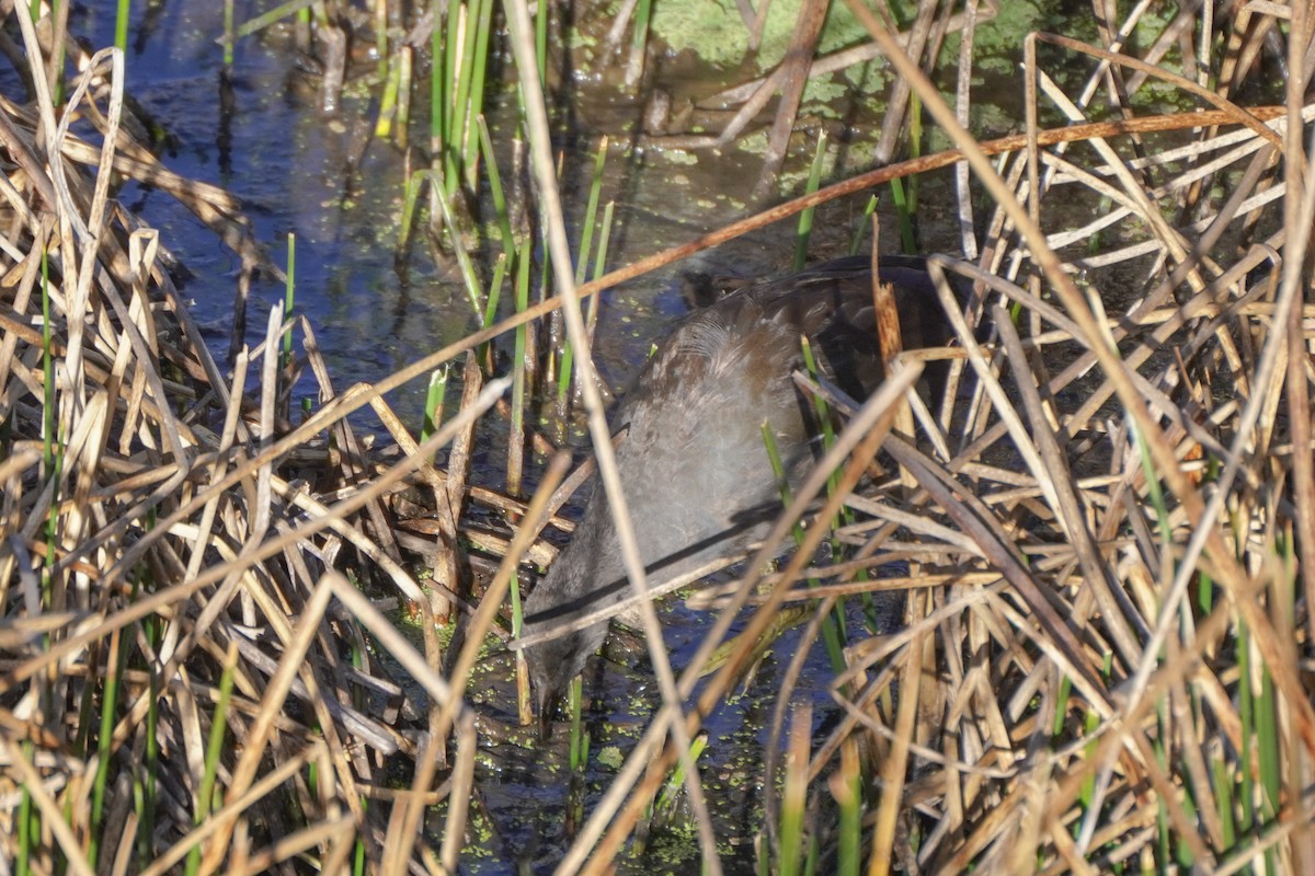 Slate-colored Coot - ML642686806