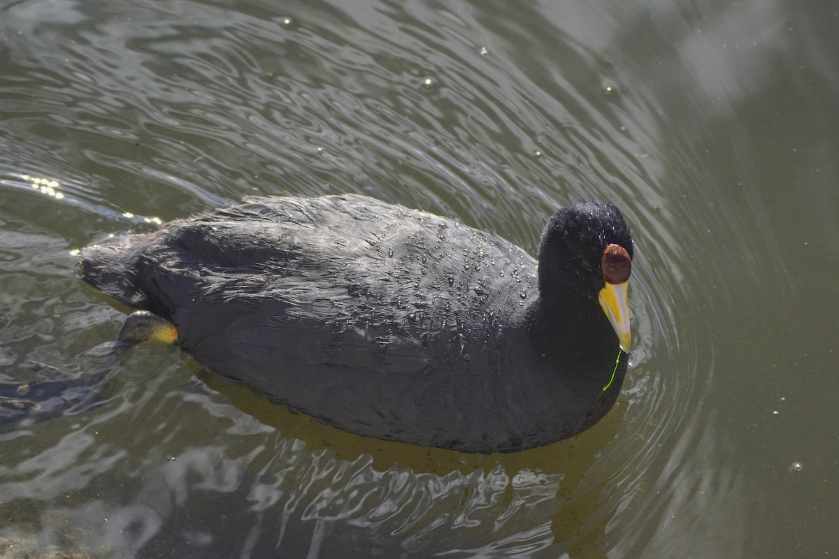 Slate-colored Coot - ML642686808
