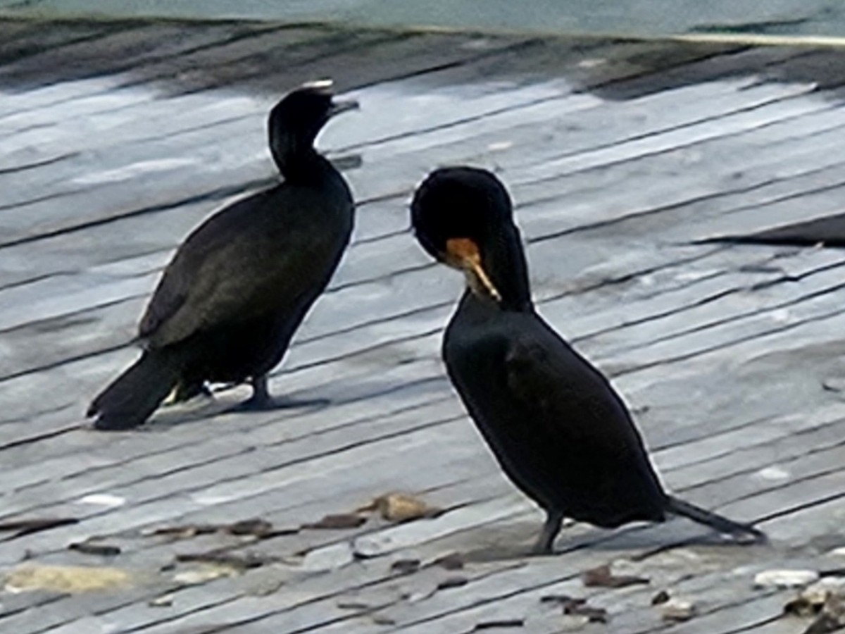 Double-crested Cormorant - ML642686809
