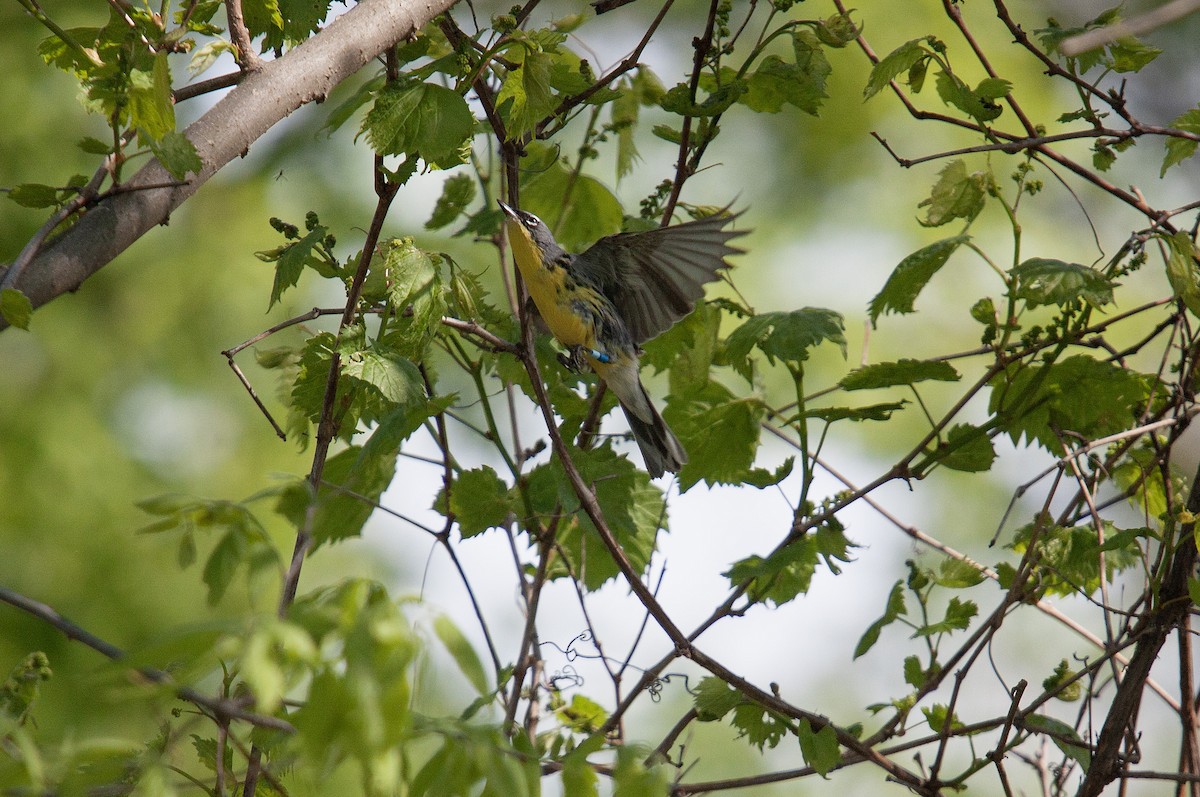 Kirtland's Warbler - ML642686823