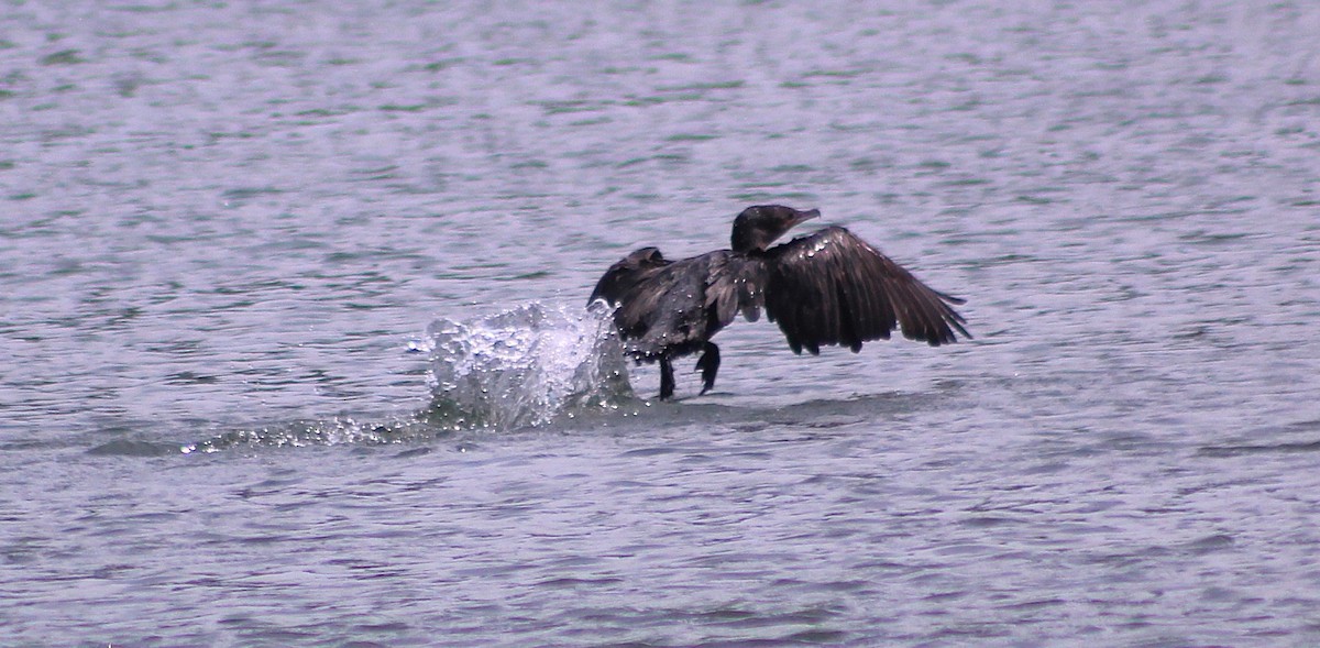 Neotropic Cormorant - ML642686824