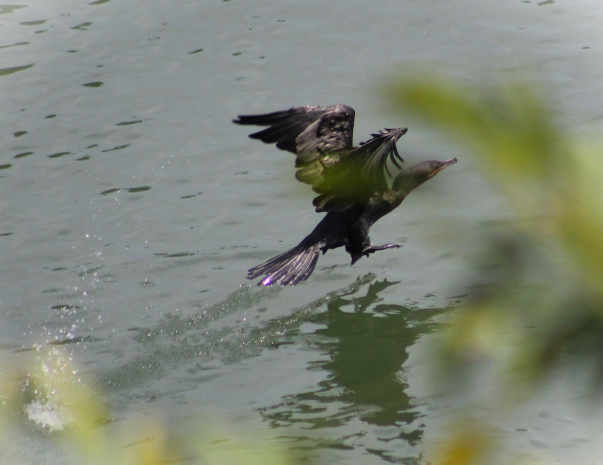 Neotropic Cormorant - ML642686825