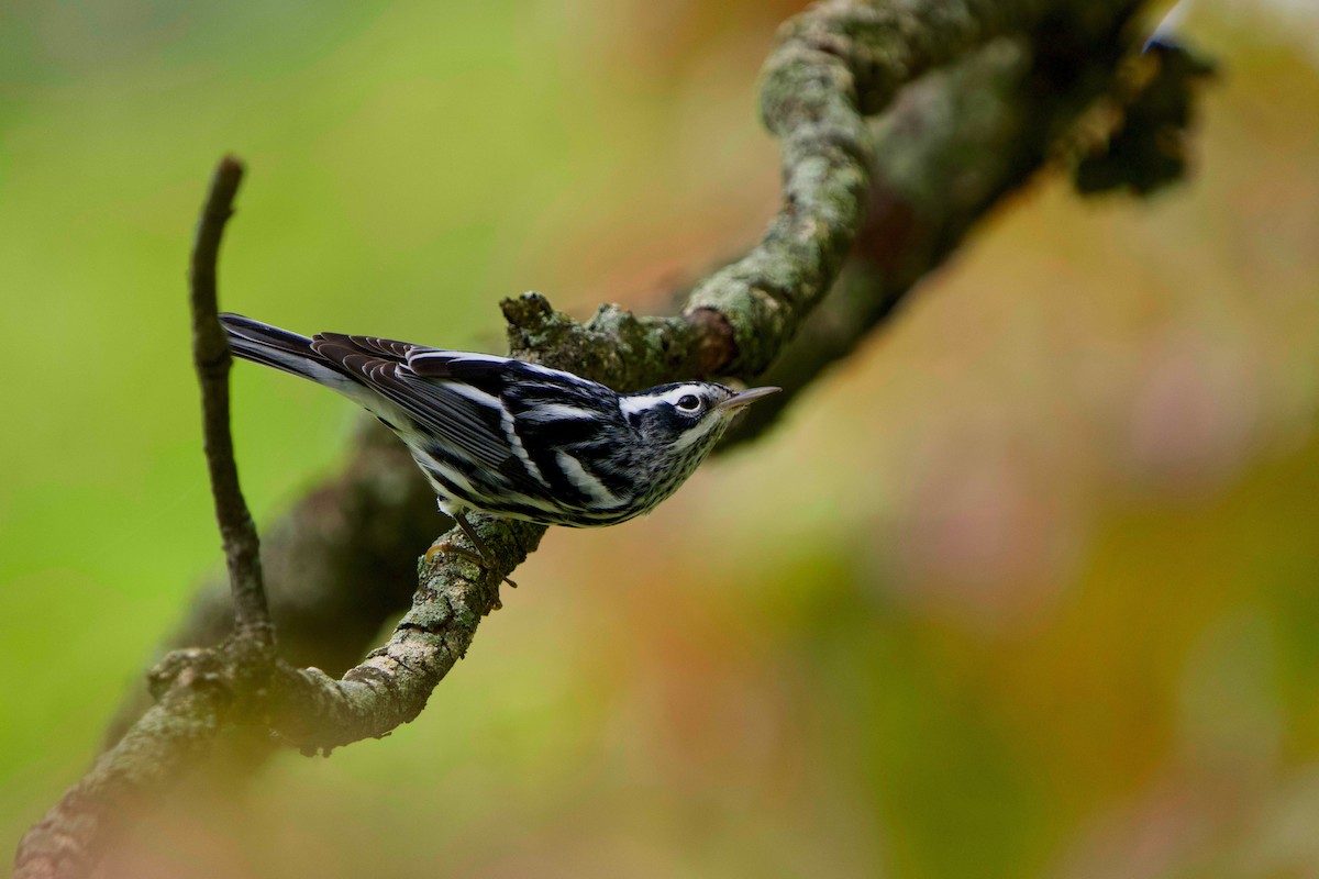 Black-and-white Warbler - ML642686826