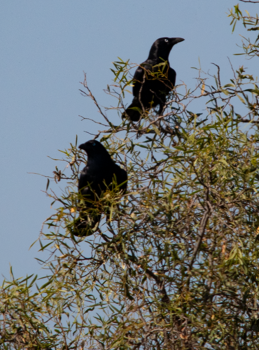 Torresian Crow - ML642686844