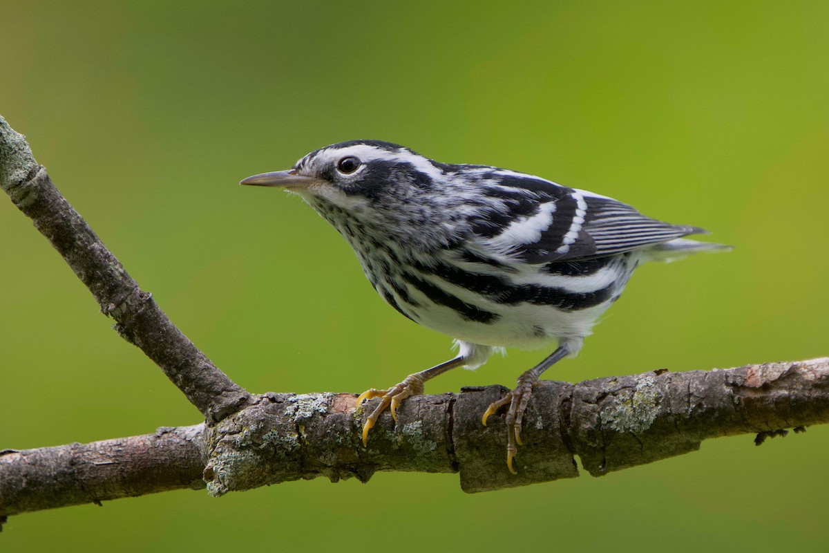 Black-and-white Warbler - ML642686850