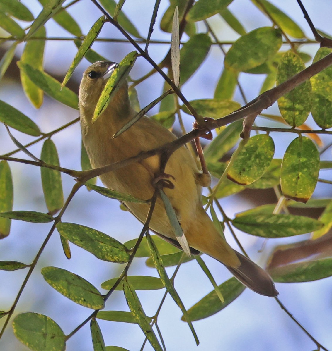 Orange-crowned Warbler - ML642686852