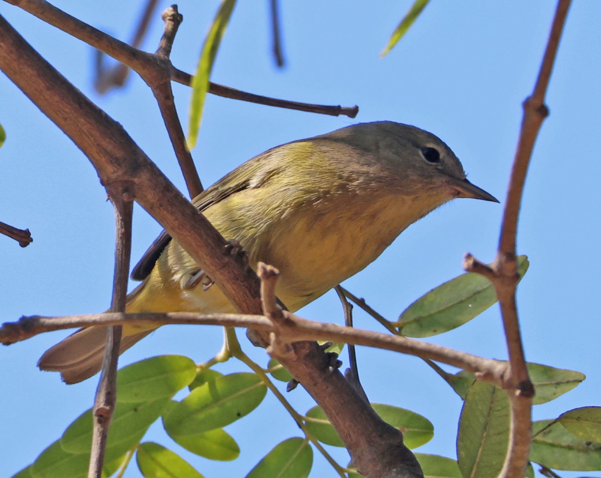 Orange-crowned Warbler - ML642686853