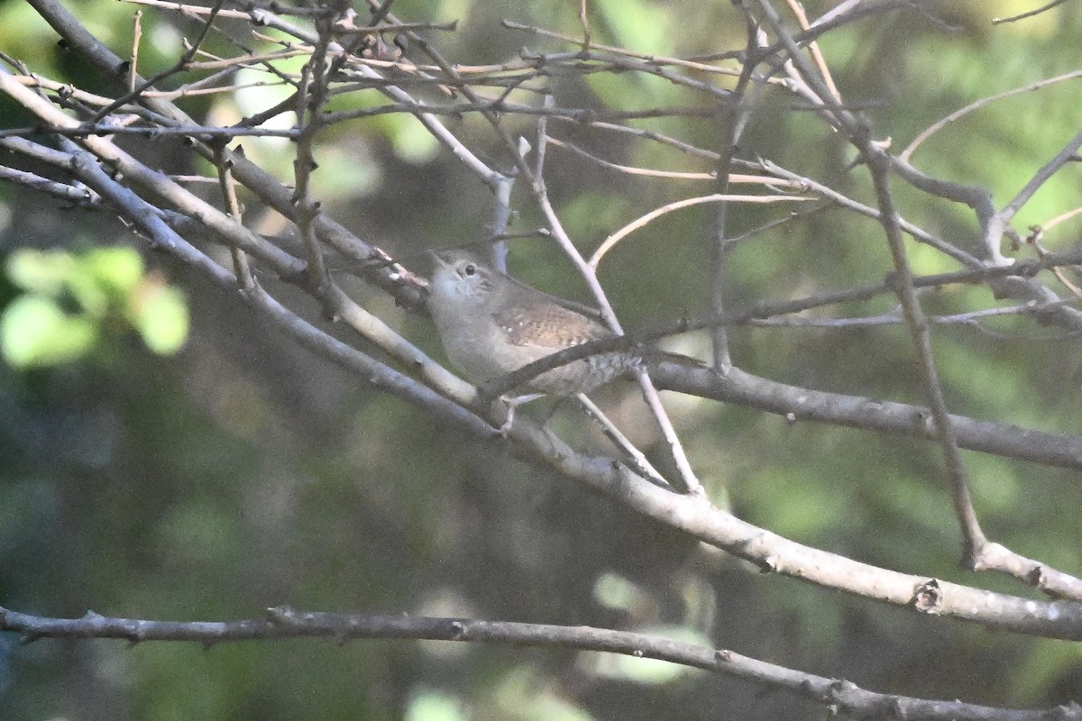 Northern House Wren - ML642686854
