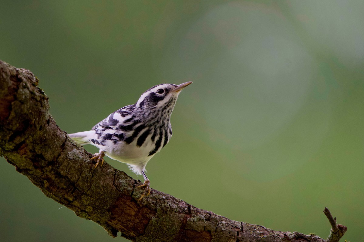 Black-and-white Warbler - ML642686855