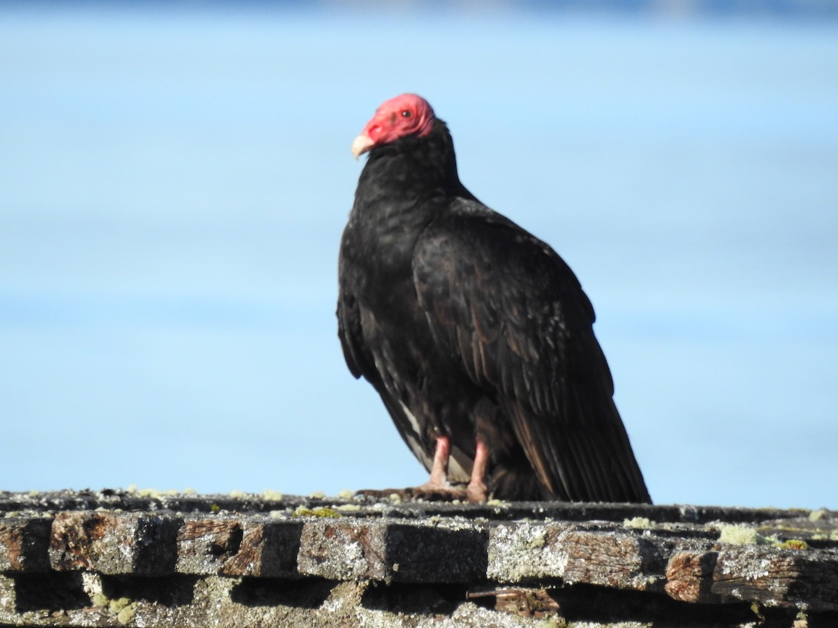 Turkey Vulture - ML642686858