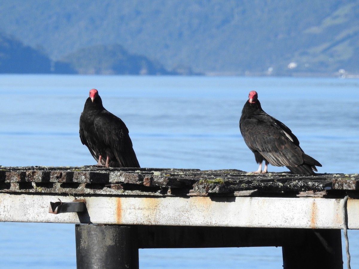 Turkey Vulture - ML642686859