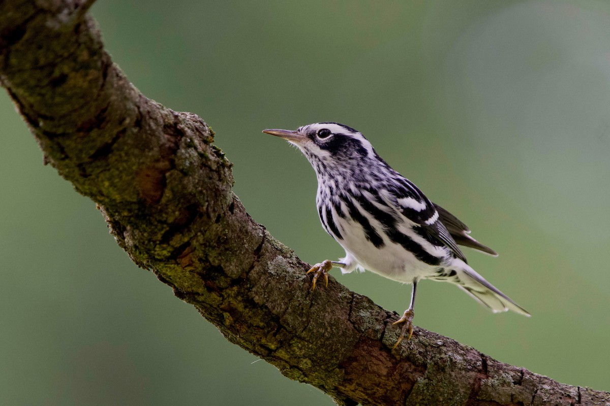 Black-and-white Warbler - ML642686863