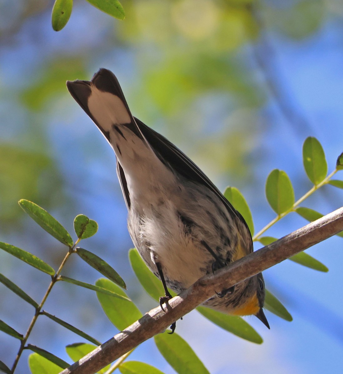 Yellow-rumped Warbler - ML642686867