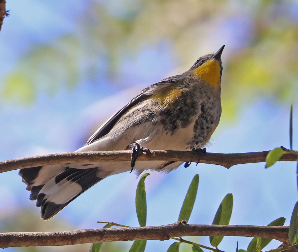 Yellow-rumped Warbler - ML642686868