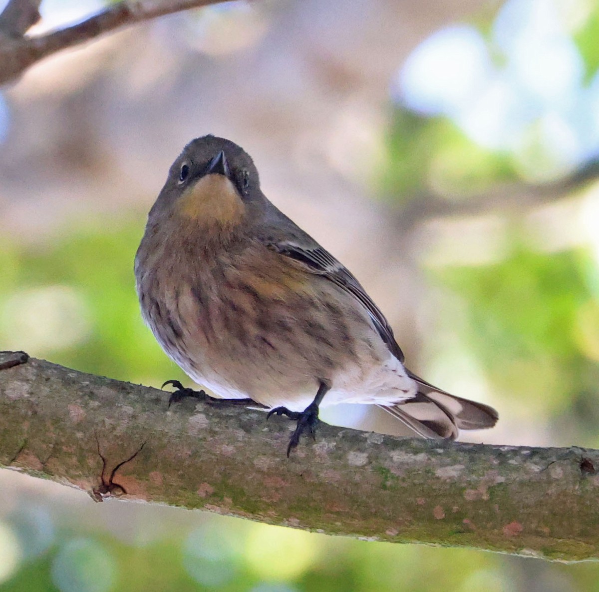 Yellow-rumped Warbler - ML642686869