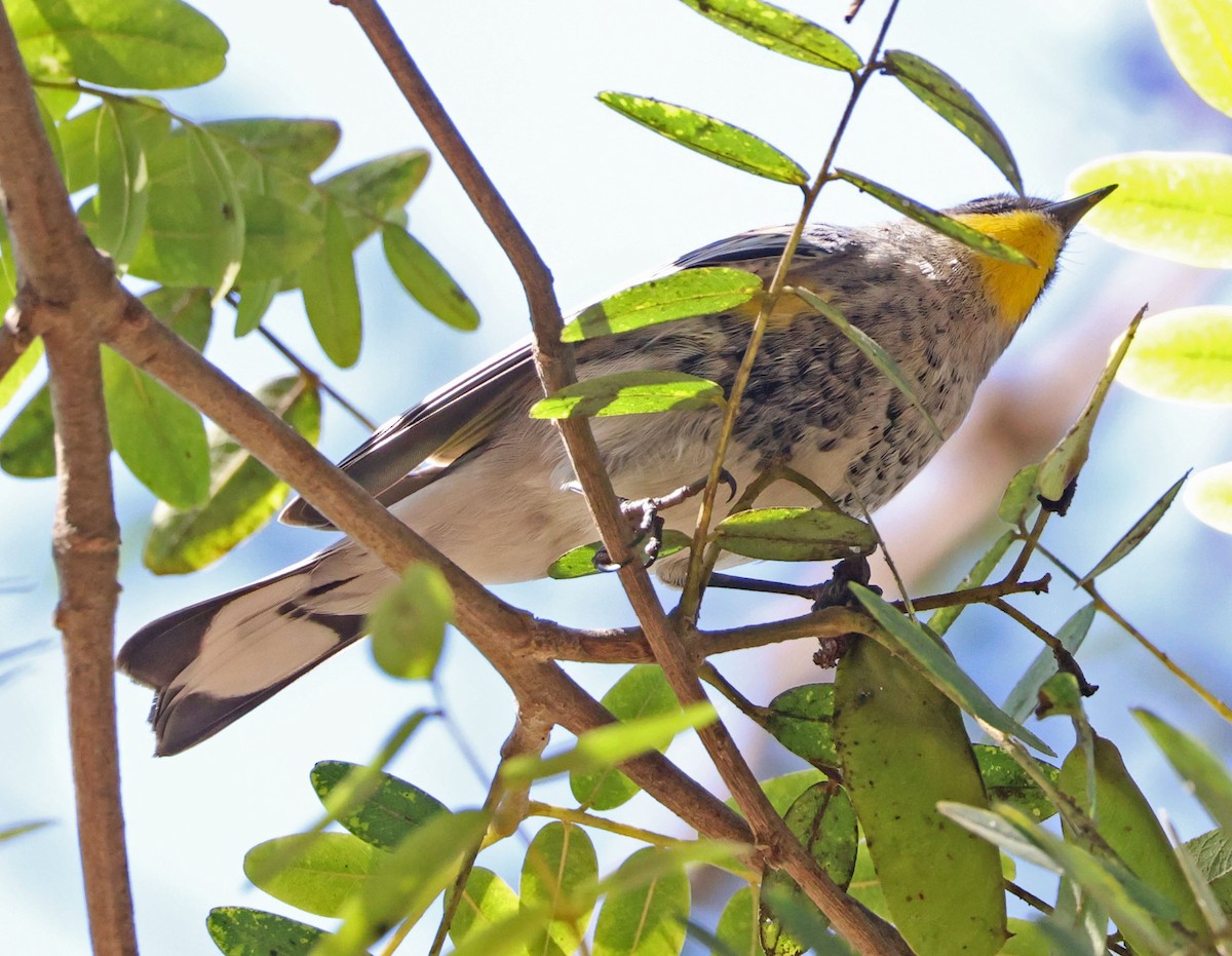Yellow-rumped Warbler - ML642686870
