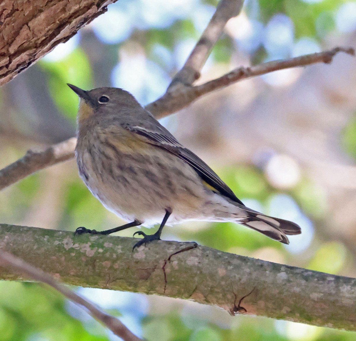 Yellow-rumped Warbler - ML642686871