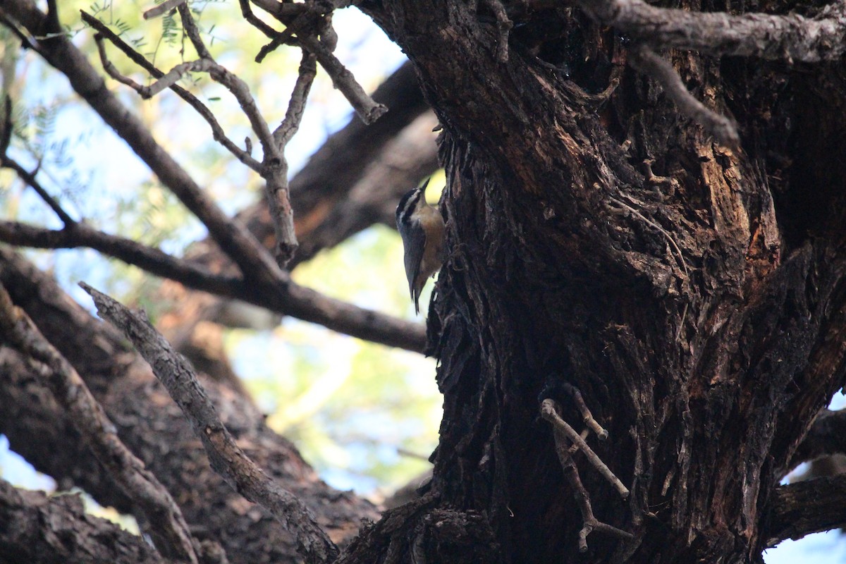 Red-breasted Nuthatch - ML642686873
