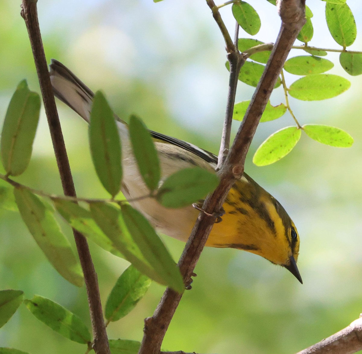 Townsend's Warbler - ML642686876