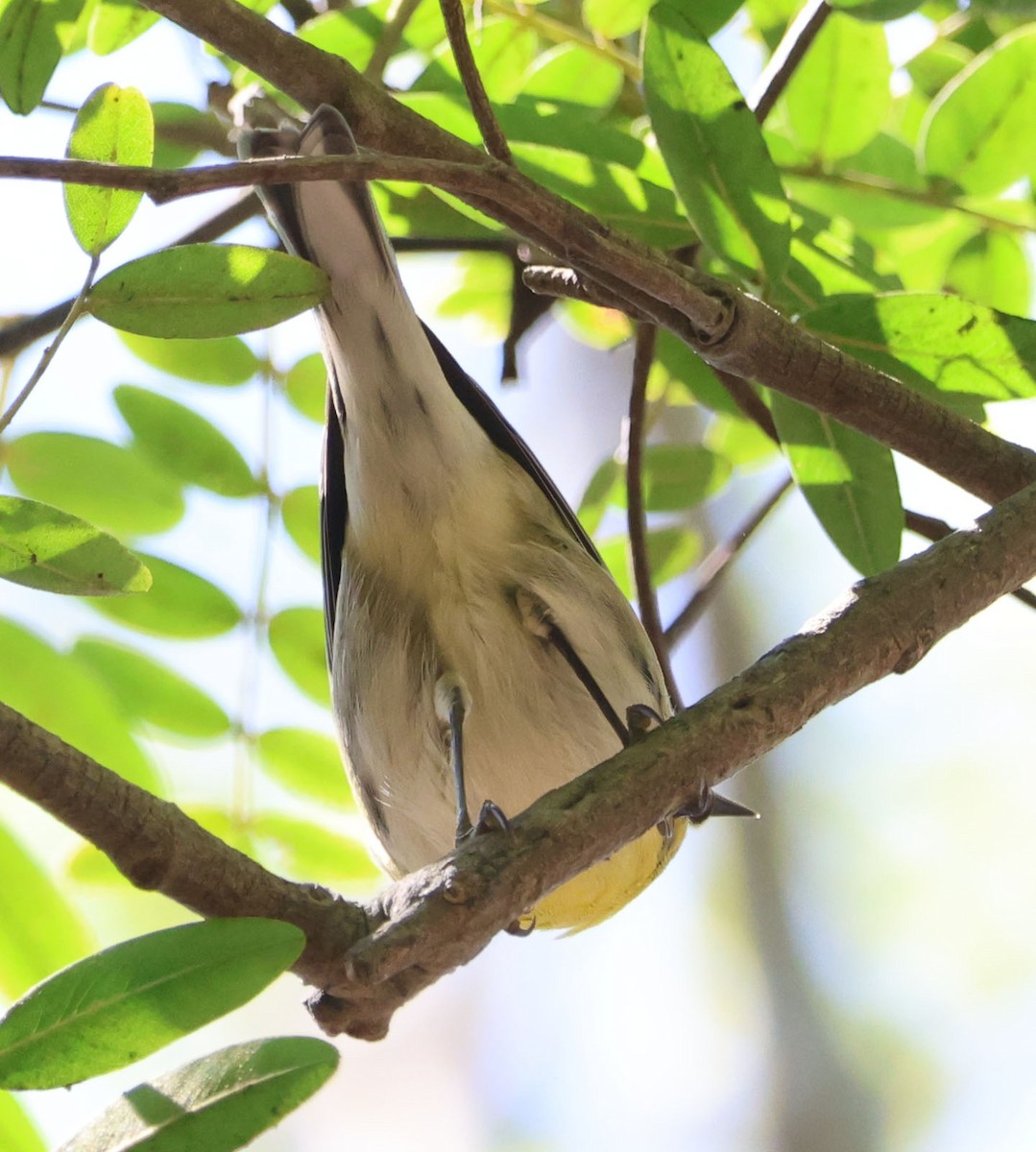 Townsend's Warbler - ML642686877