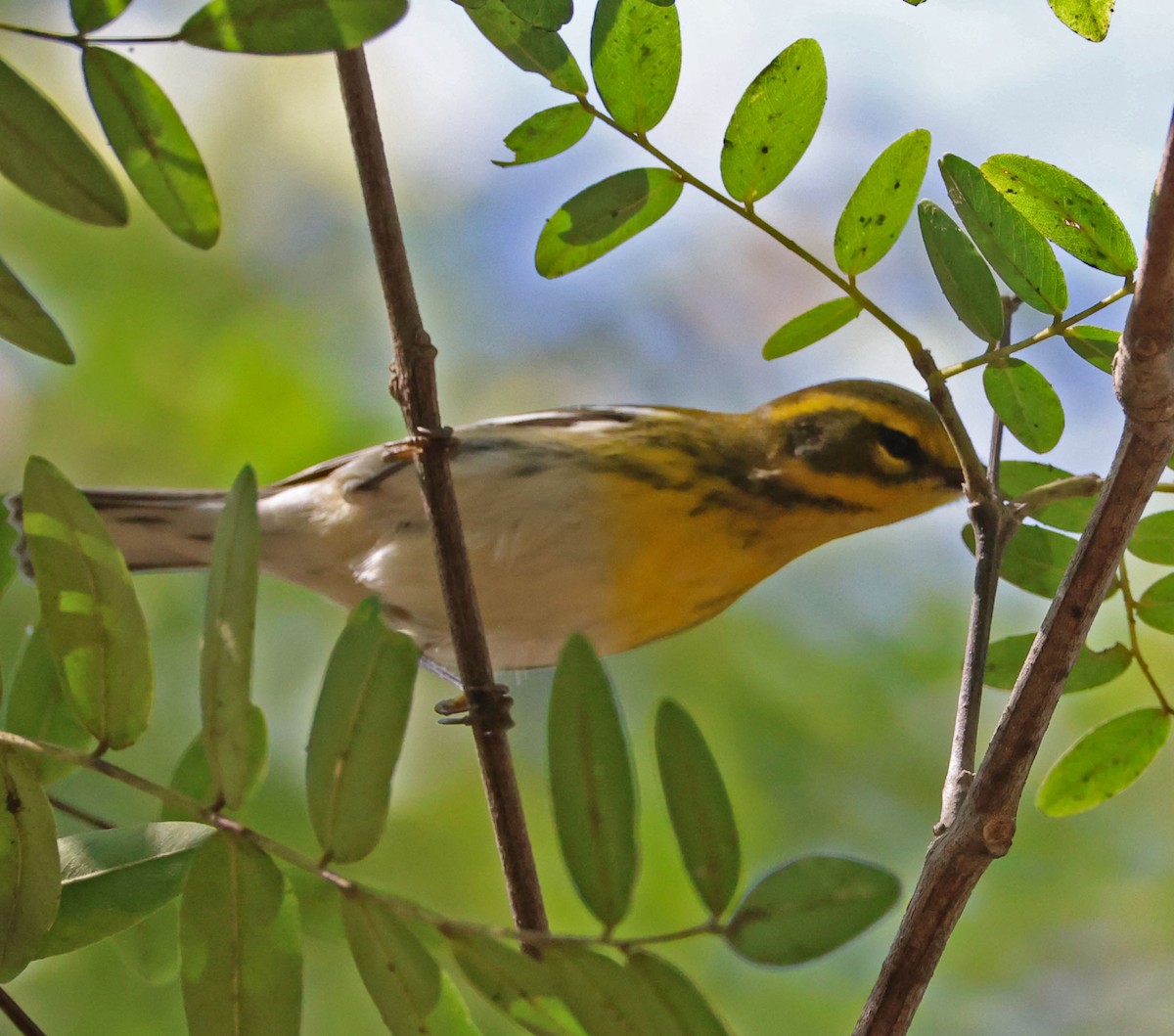 Townsend's Warbler - ML642686878