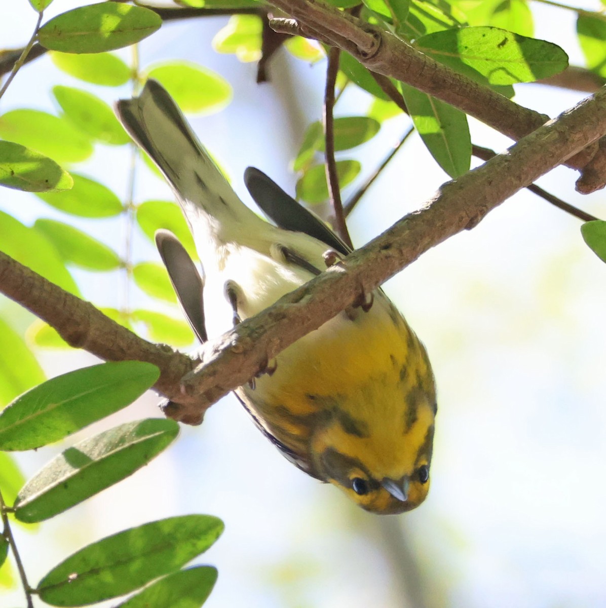 Townsend's Warbler - ML642686879