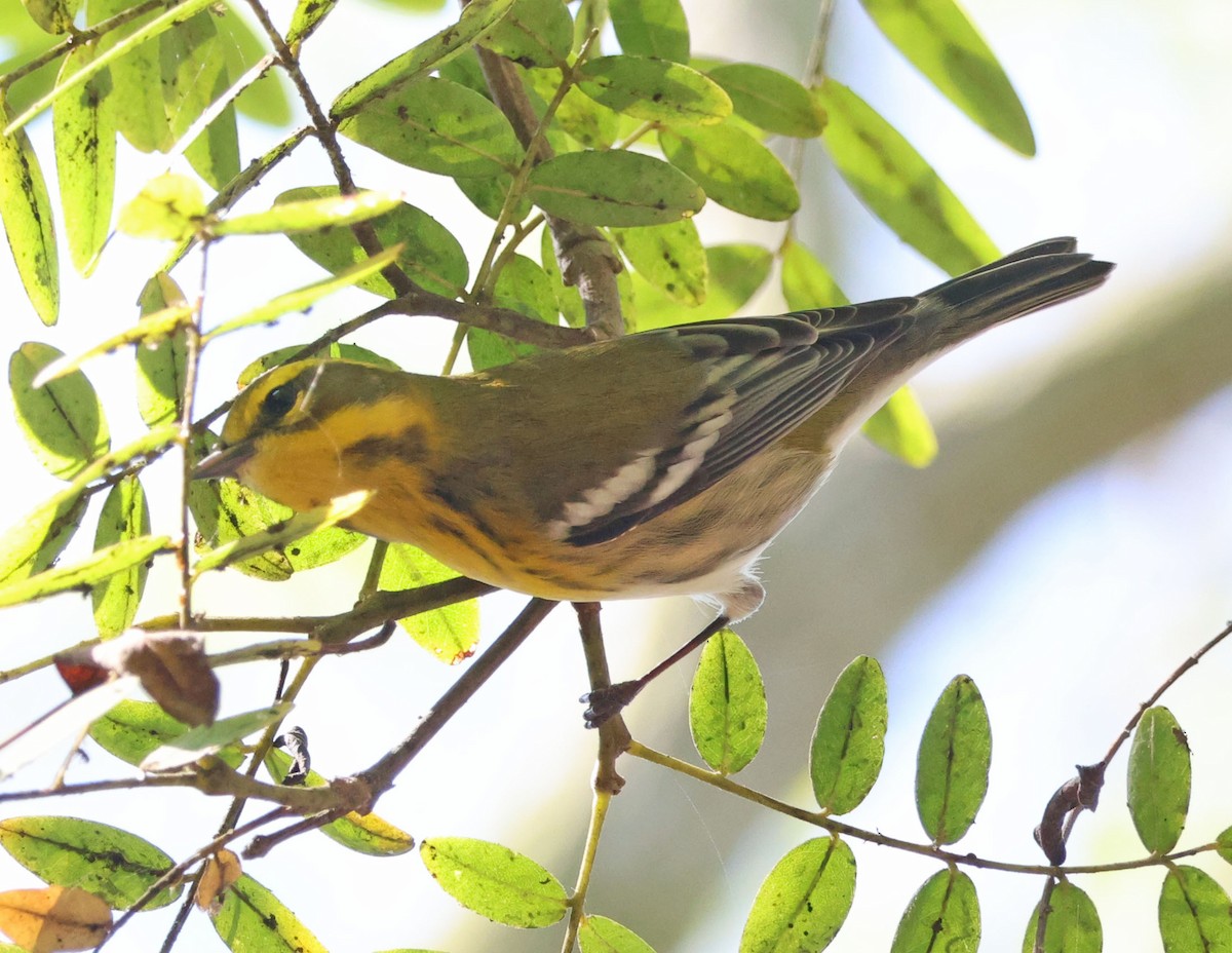 Townsend's Warbler - ML642686880
