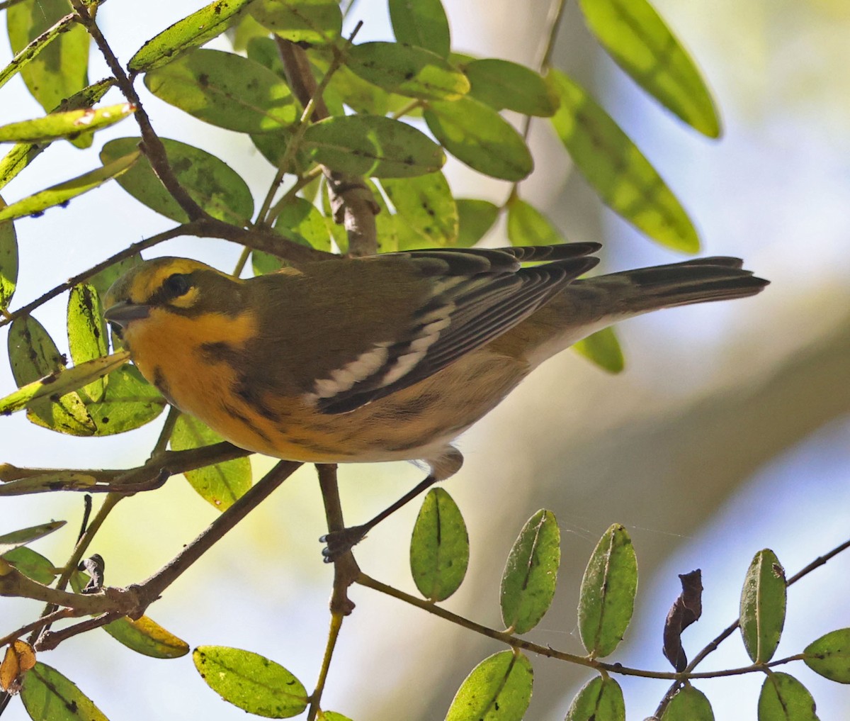 Townsend's Warbler - ML642686881
